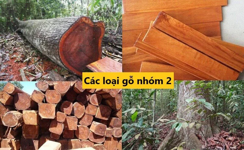 loại gỗ nhóm 2