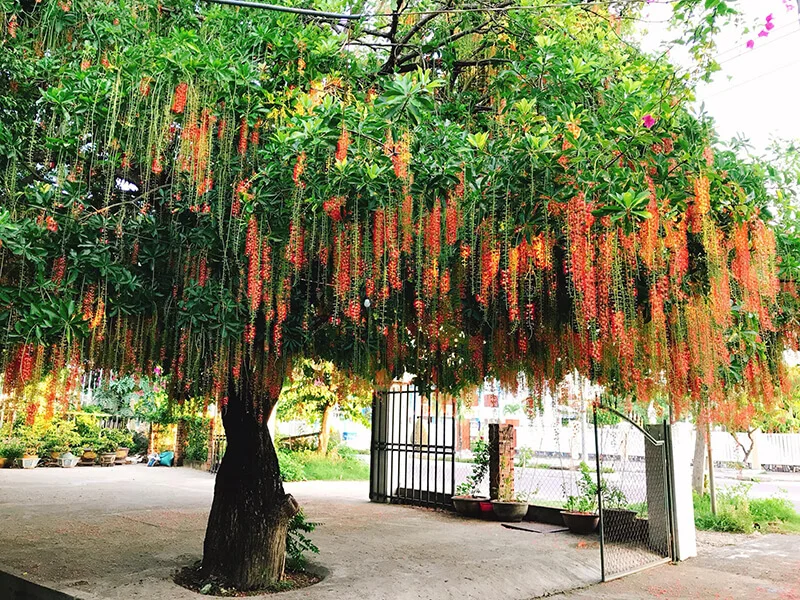 Lộc vừng