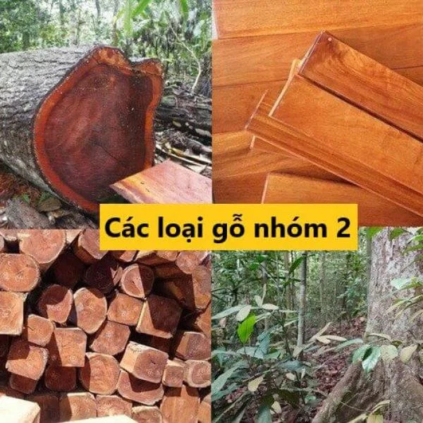 Danh mục các loại gỗ nhóm 2 ở Việt Nam