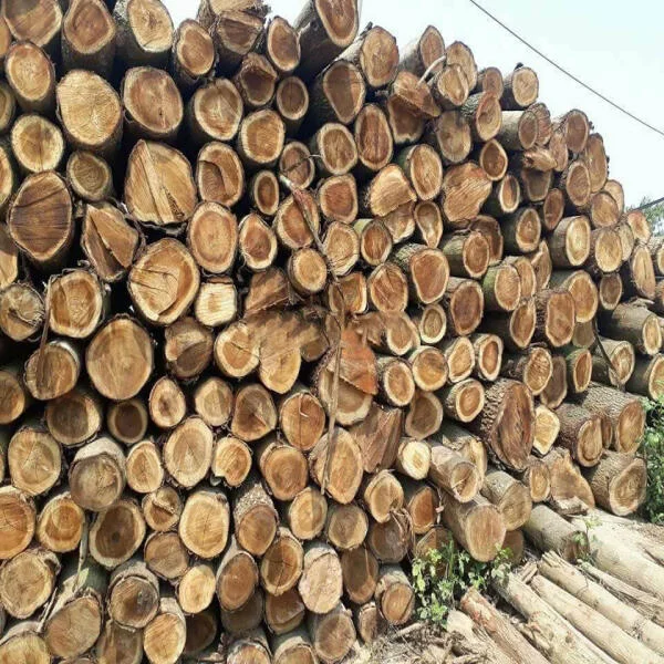 Gỗ keo là gì? Giá gỗ keo bao nhiều tiền 1 tấn?