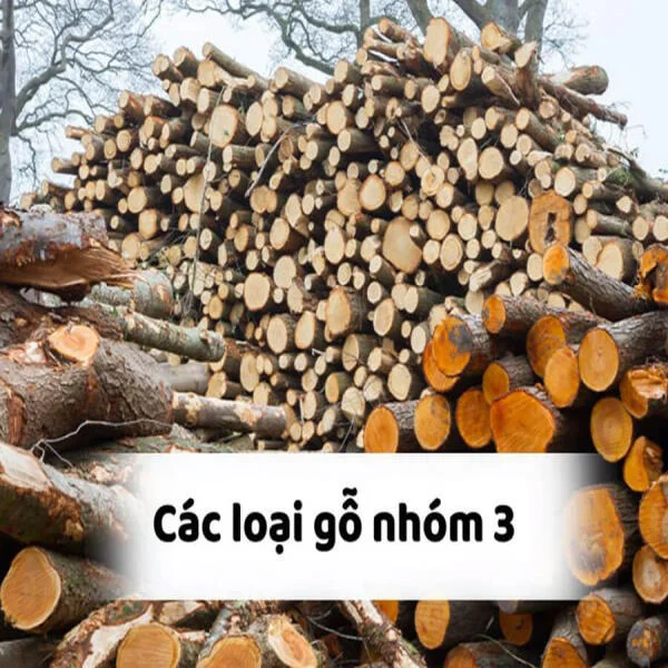 Gỗ nhóm 3 là gì? Đặc điểm và các loại gỗ nhóm 3 phổ biến 2026