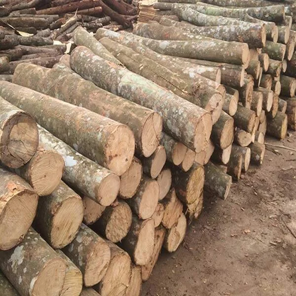 So sánh gỗ bạch đàn và gỗ keo: Nên chọn loại nào?