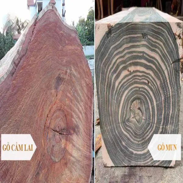 So sánh gỗ cẩm thị và gỗ mun: Lựa chọn đẳng cấp cho không gian sống