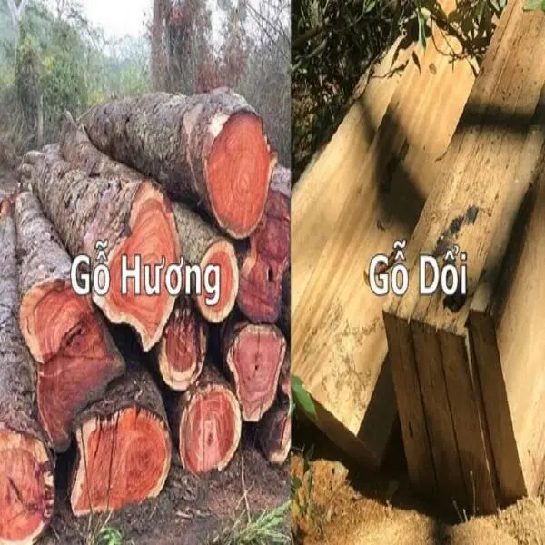So sánh Gỗ Dổi và Gỗ Hương: Lựa chọn nào cho nội thất của bạn?