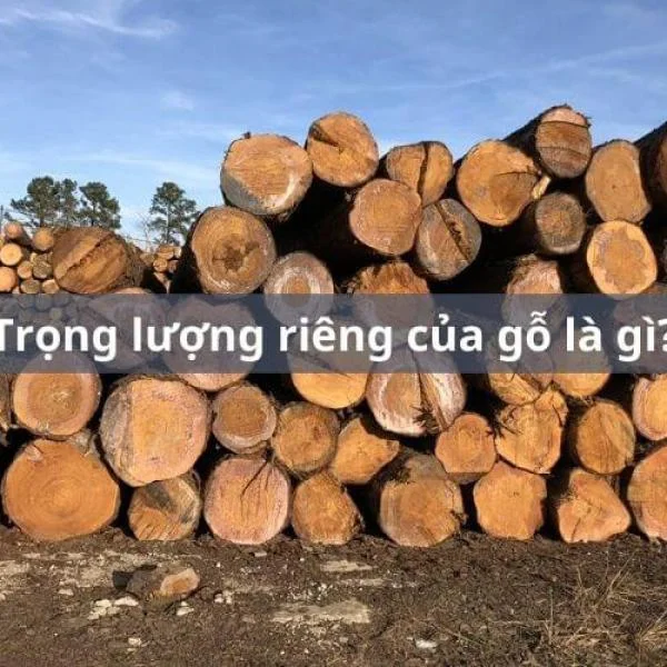 Trọng lượng riêng của gỗ là gì? Một 1m3 gỗ nặng bao nhiêu kg?