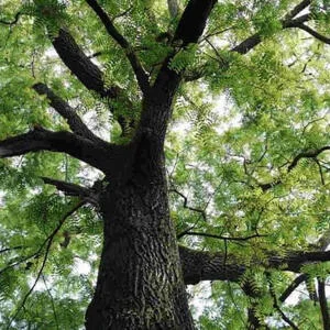 Gỗ Đàn Hương (Sandalwood): Giá trị "vàng xanh", công dụng và cẩm nang phân biệt chi tiết