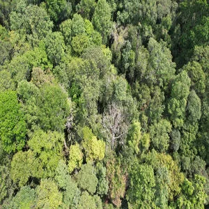 [TOP 7] Các loại gỗ quý nhất, đắt nhất thế giới CẬP NHẬT 2025