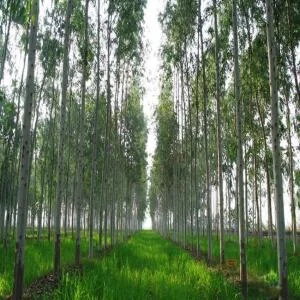 Gỗ bạch đàn có tốt không? Gỗ bạch giá đàn bao nhiêu 1 khối?