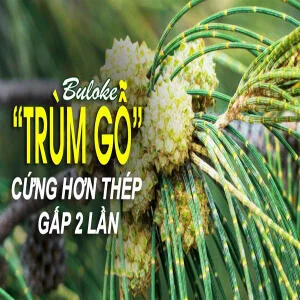 Khám phá loại gỗ cứng nhất thế giới và các ứng dụng tuyệt vời