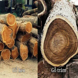 So sánh gỗ tràm và gỗ keo: Hiểu rõ sự khác biệt