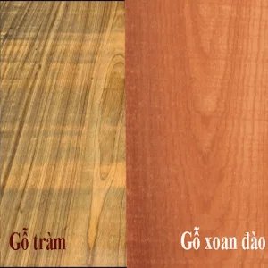 So sánh gỗ tràm và gỗ xoan đào: Nên lựa chọn loại nào?