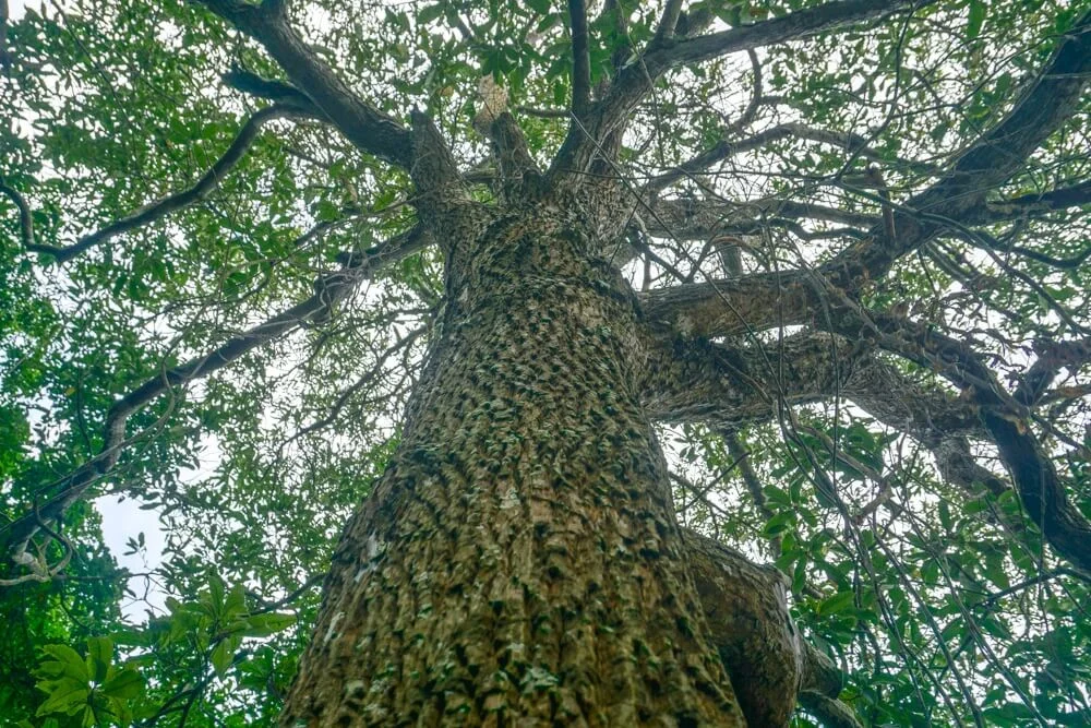 Cây Sến