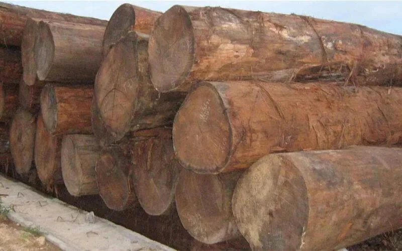 Gỗ Táu - Sức mạnh thầm lặng