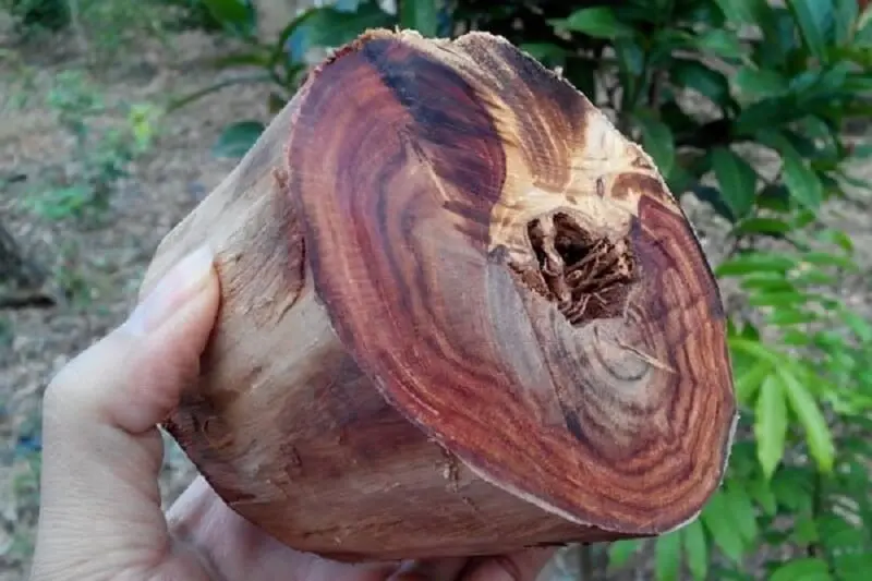 Phương pháp kiểm tra gỗ quý trong thực tế