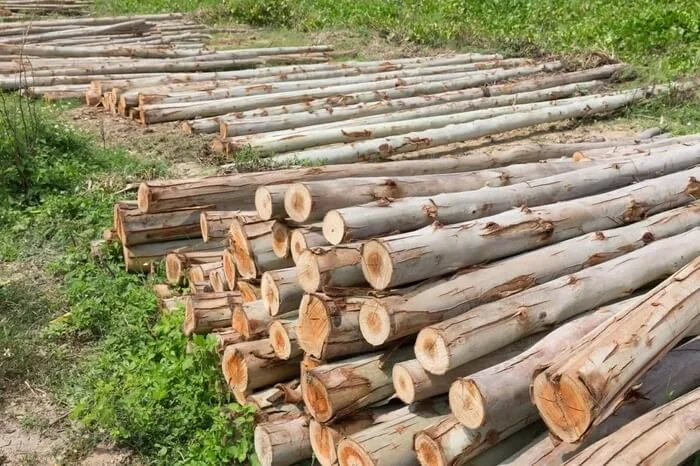 Công dụng của gỗ bạch đàn