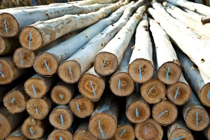Đặc điểm của gỗ bạch đàn