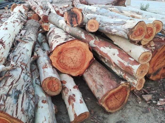 Giá gỗ bạch đàn bao nhiêu 1 khối?