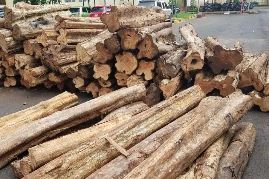 Giá gỗ bằng lăng trên thị trường