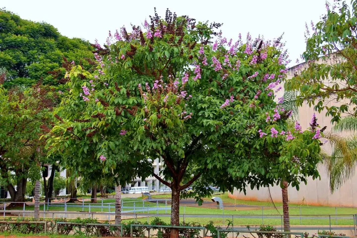 Phân loại gỗ bằng lăng