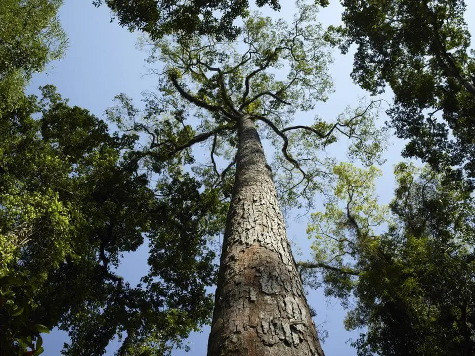 Gỗ chò chỉ là gỗ gì?