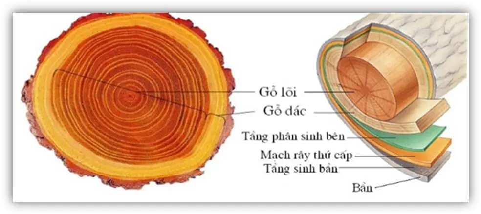 Gỗ lõi là gì?