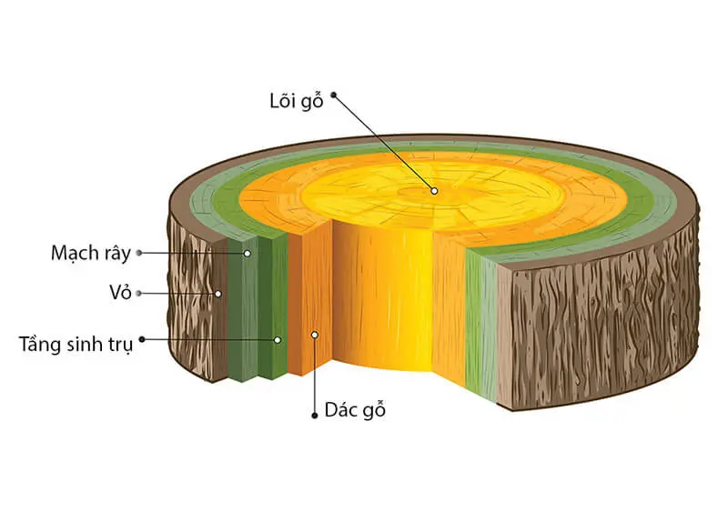 Gỗ dác là gì