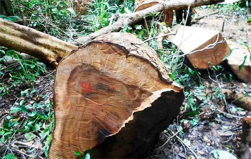 Phân loại