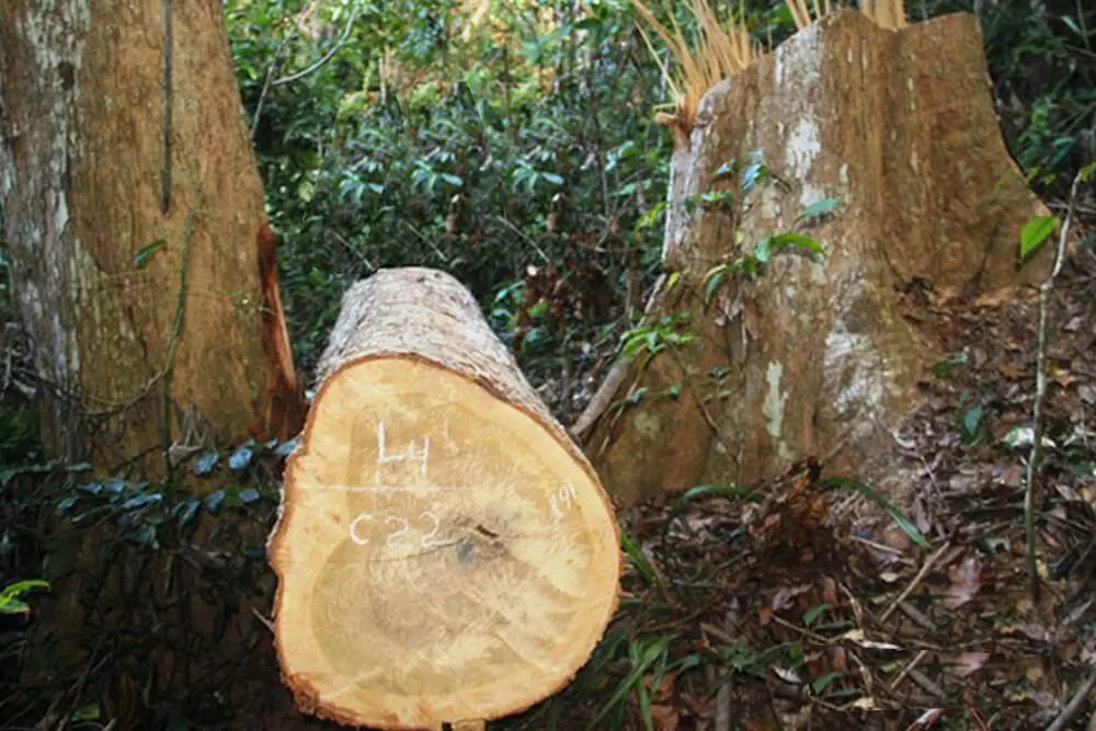 Đặc điểm