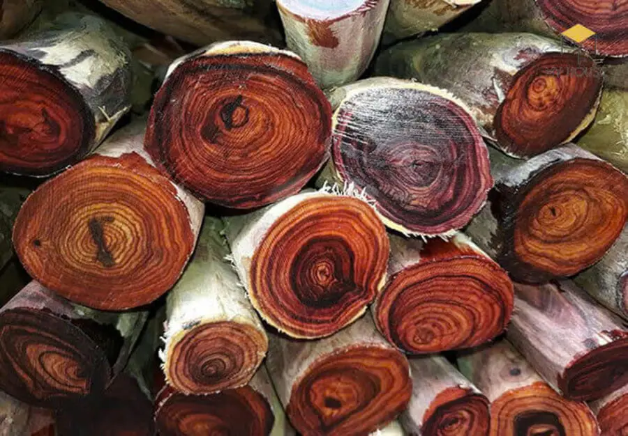 Đặc điểm nhận biết