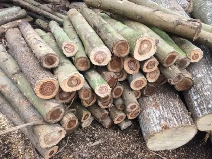 Các loại gỗ keo phổ biến ở Việt Nam