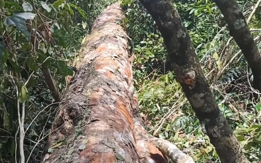 Gỗ Nghiến có mấy loại?