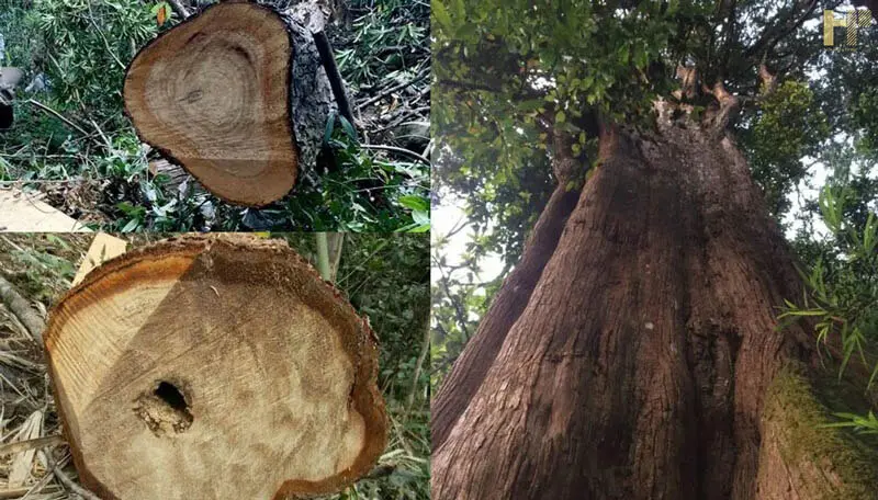 4. Gỗ Pơ mu có mấy loại?