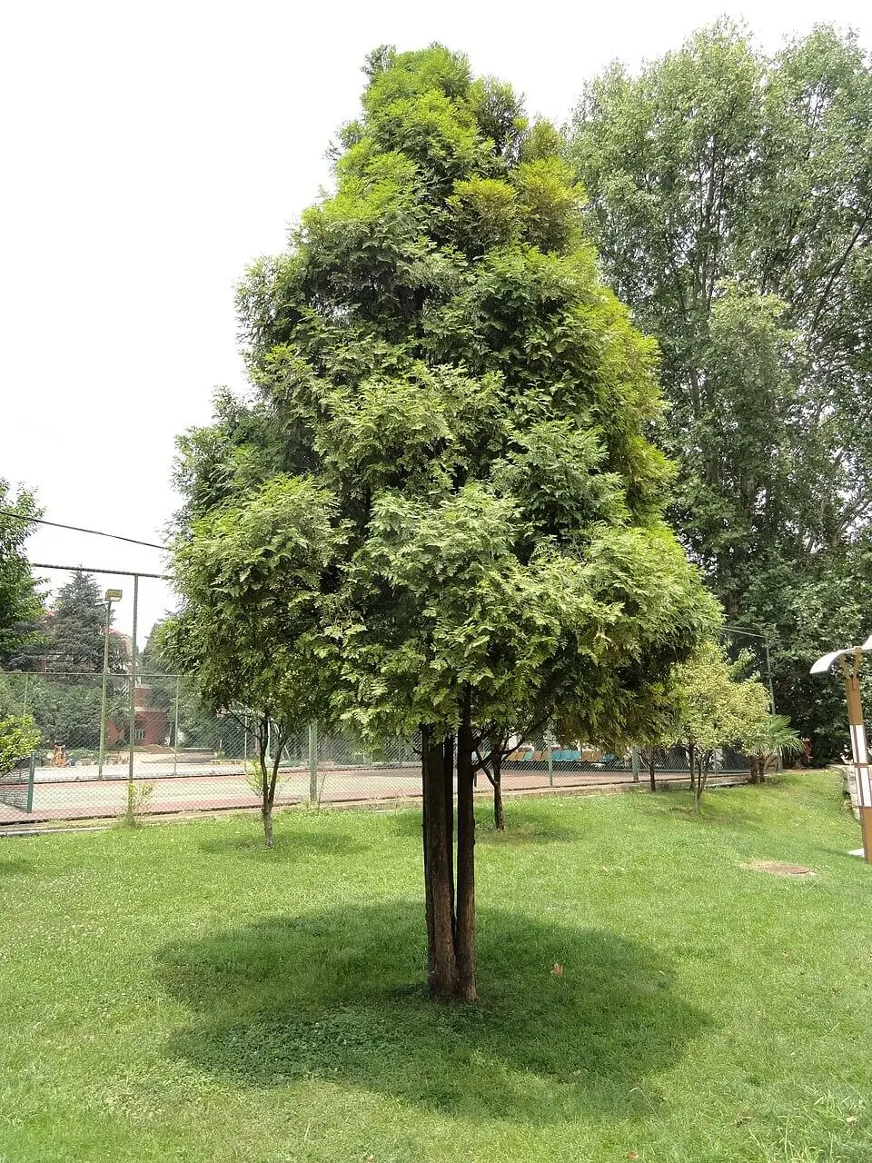 Nguồn gốc và phân bố