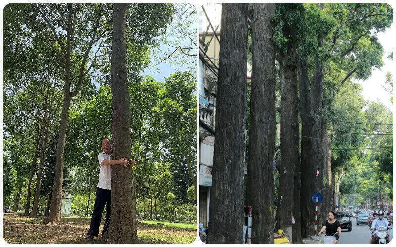 Sao Đen (Hopea odorata)