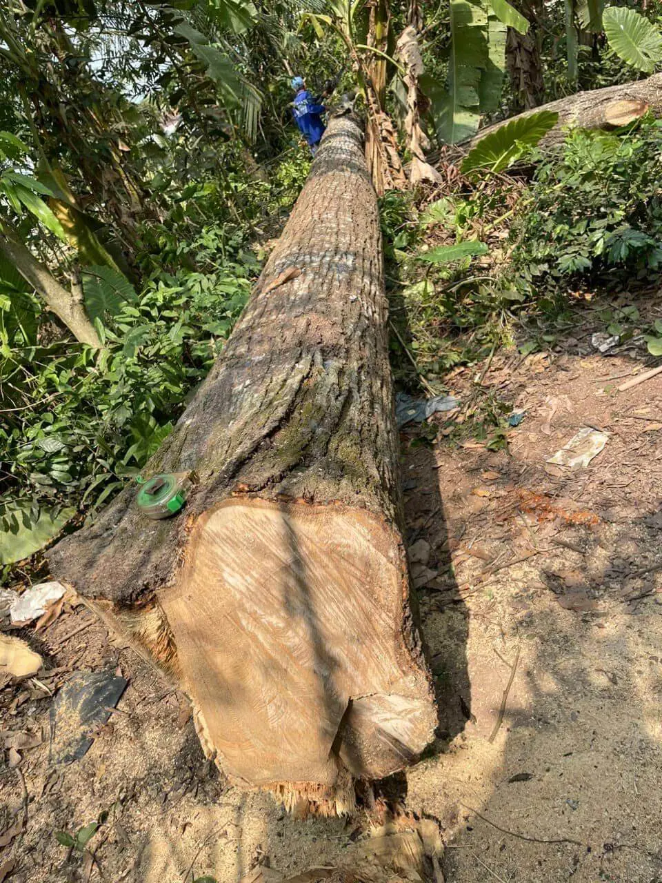Gỗ Sao thuộc nhóm II hoặc nhóm III