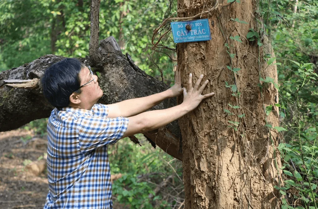 Gỗ trắc vô cùng quý hiếm