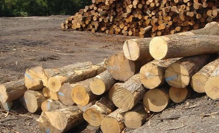 Đặc điểm nổi bật