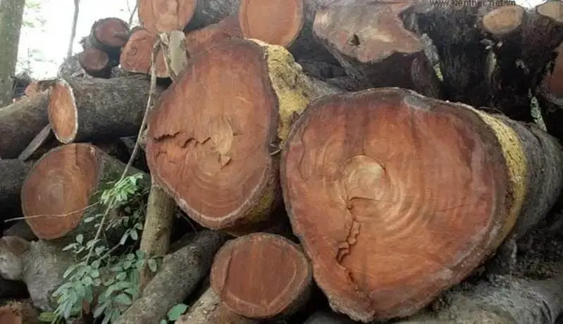 Gỗ xà cừ bao nhiêu tiền một khối?