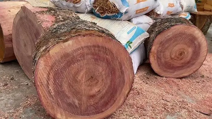 Đặc điểm nổi bật
