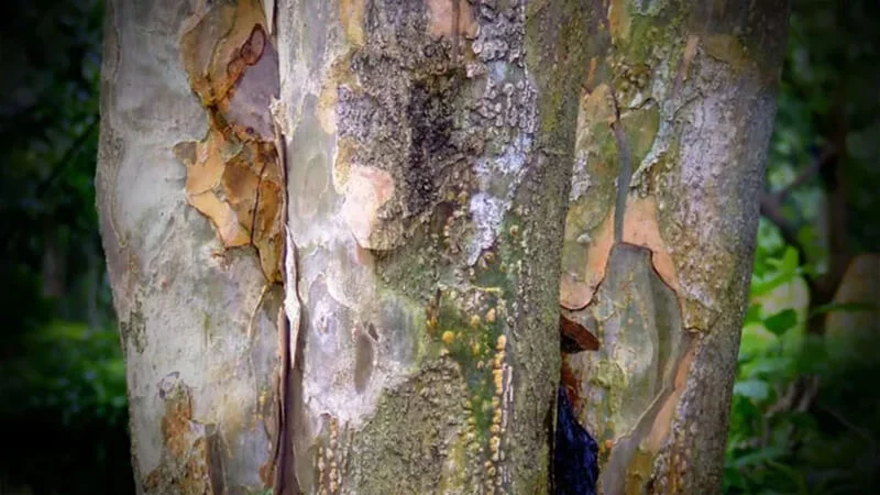 Gỗ Lignum Vitae