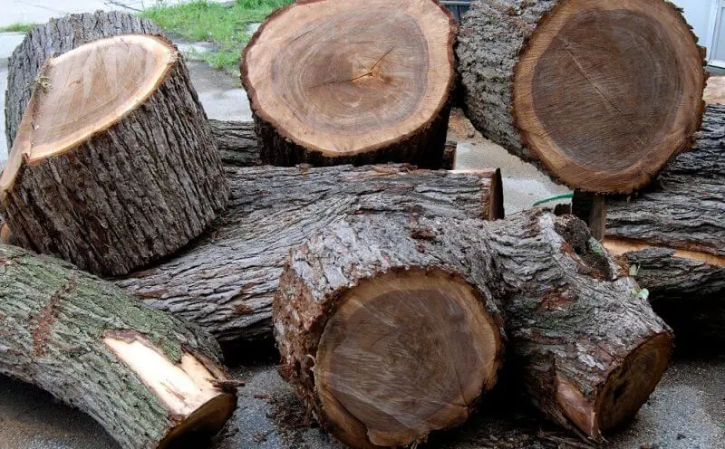 Những loại gỗ chìm trong nước