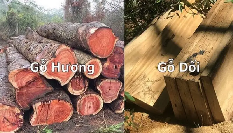 So sánh gỗ dổi và gỗ hương