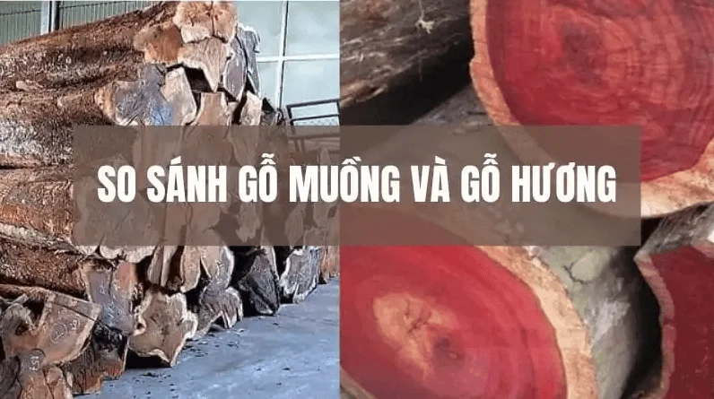 So sánh gỗ muồng và gỗ hương
