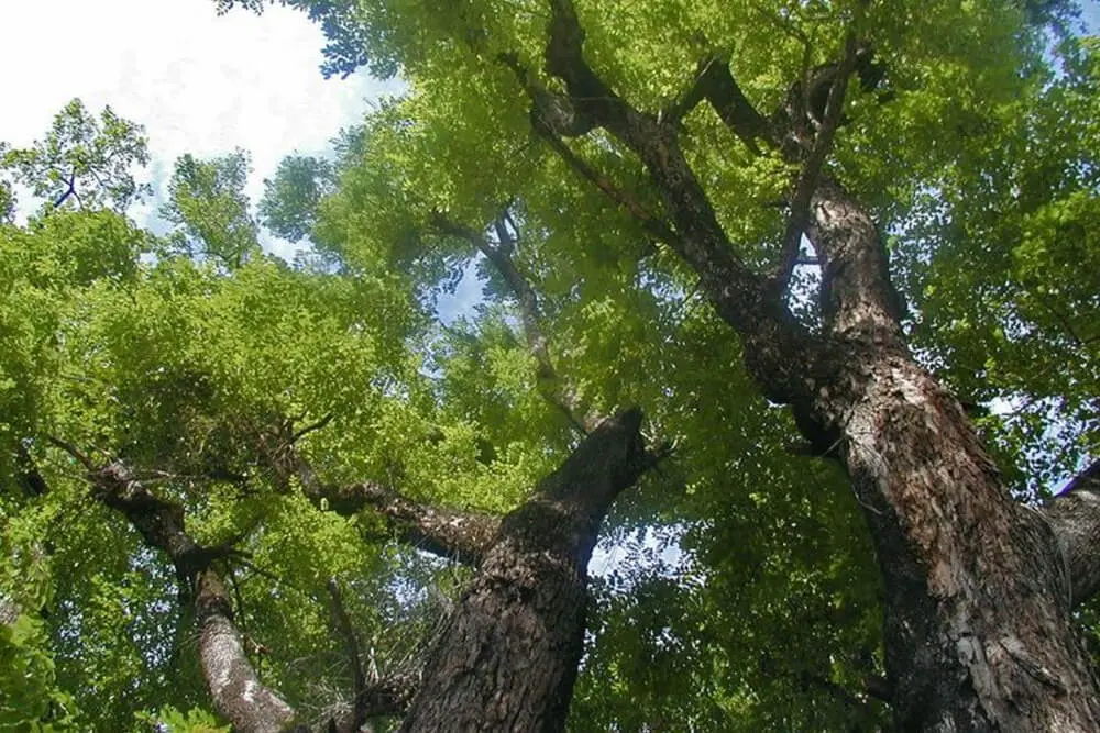 Cây xoan đào