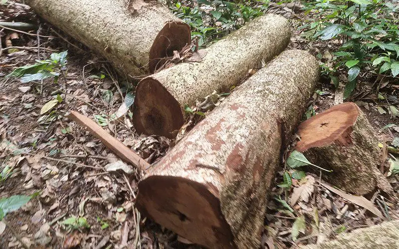 Nhóm II (Gỗ nặng, cứng, bền)