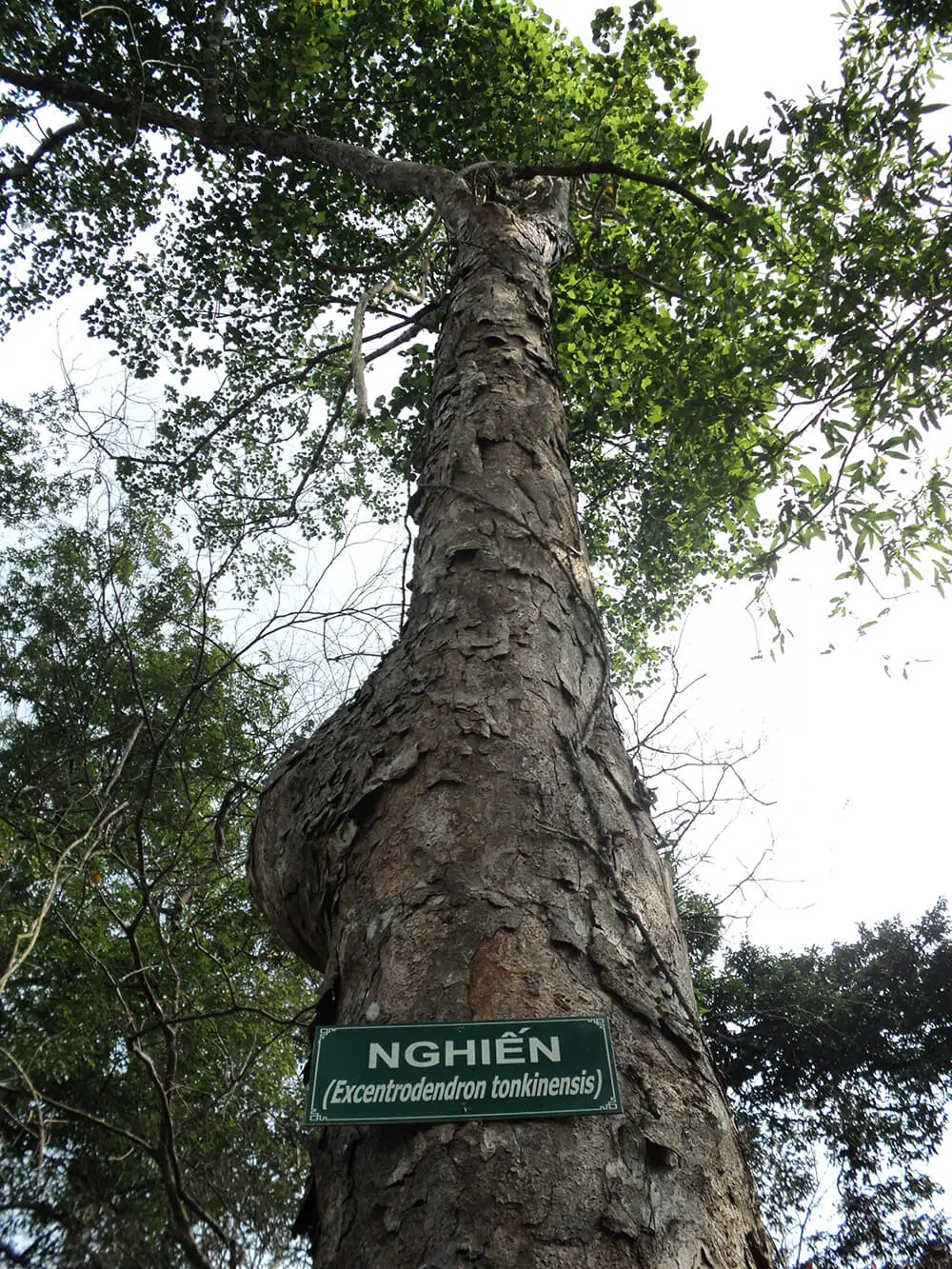 Gỗ tự nhiên nào bền nhất?